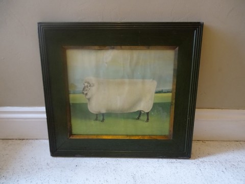 Antique Print Of A Large Sheep